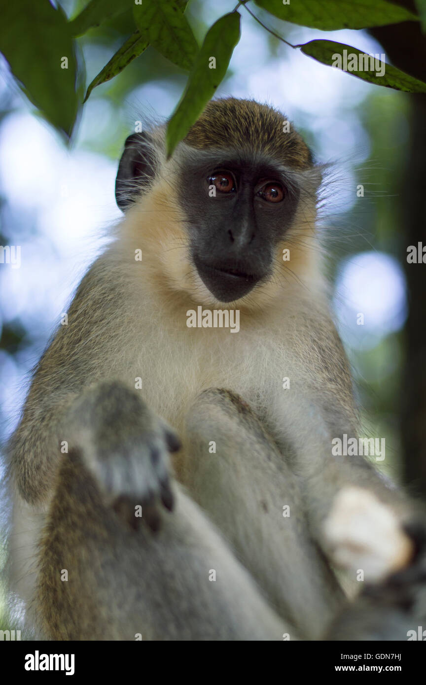 Monkey in tree hi-res stock photography and images - Alamy