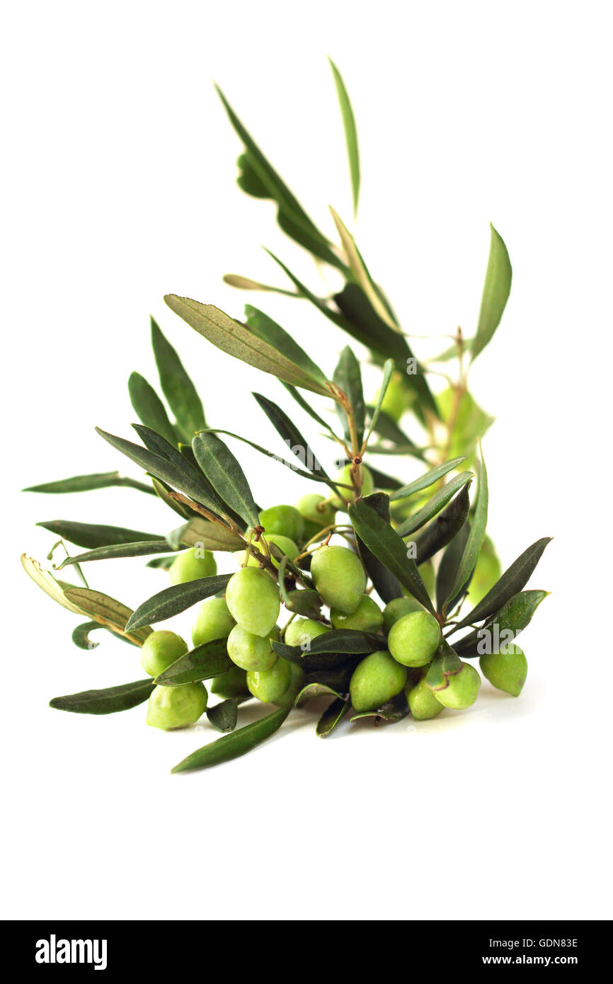 Olives on branch with leaves isolated on white background Stock Photo