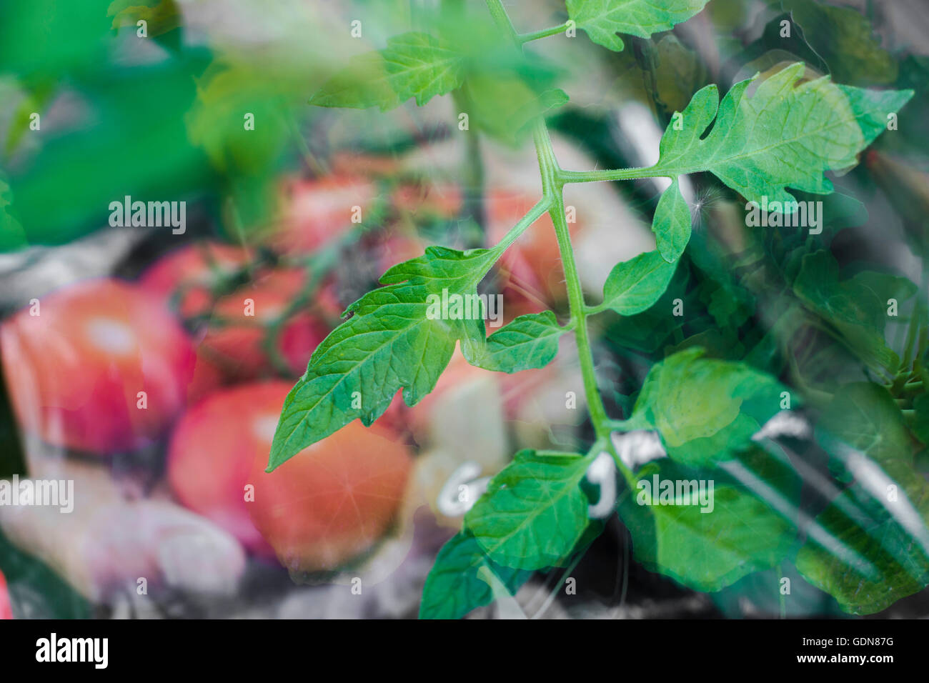 Tomato plant leaves growing in a grow bag inside a glass greenhouse. Stock Photo