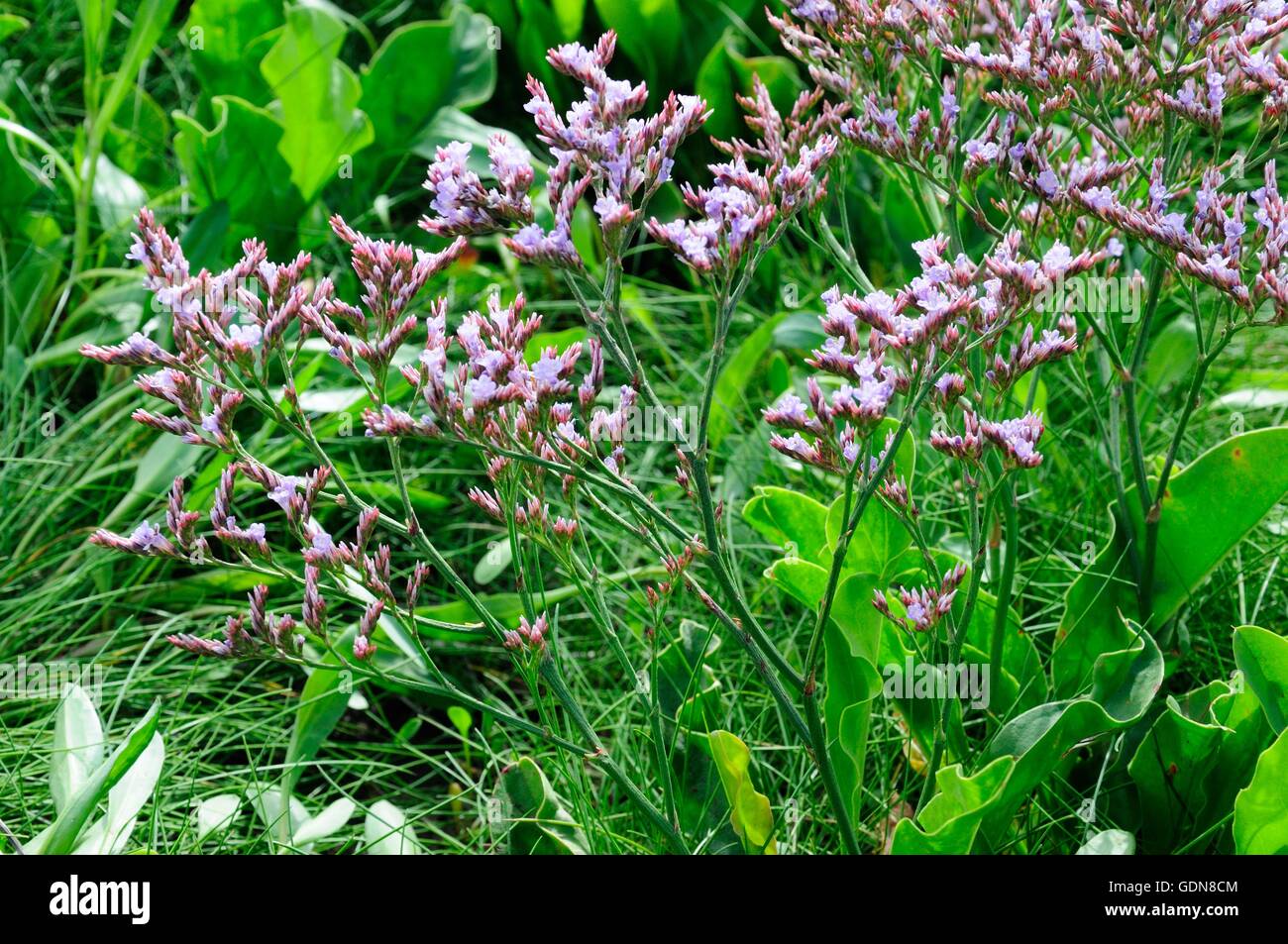 Close up of Sea lavender Limonium vulgare growing om the Burry Estuary Carmarthenshire Wales Stock Photo