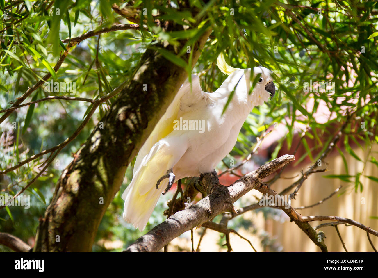 Australian birds and Australian wildlife Stock Photo