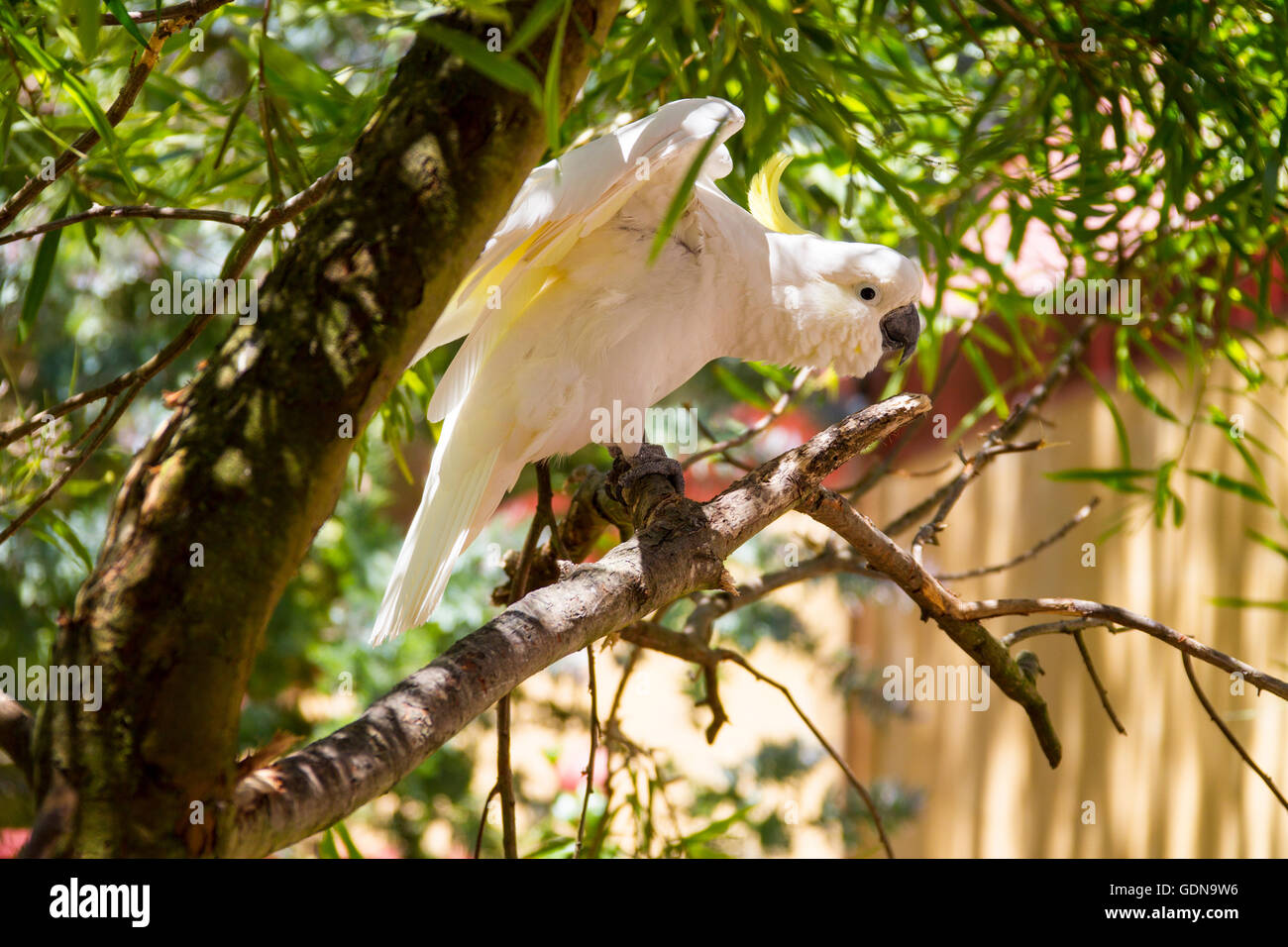 Australian birds and Australian wildlife Stock Photo