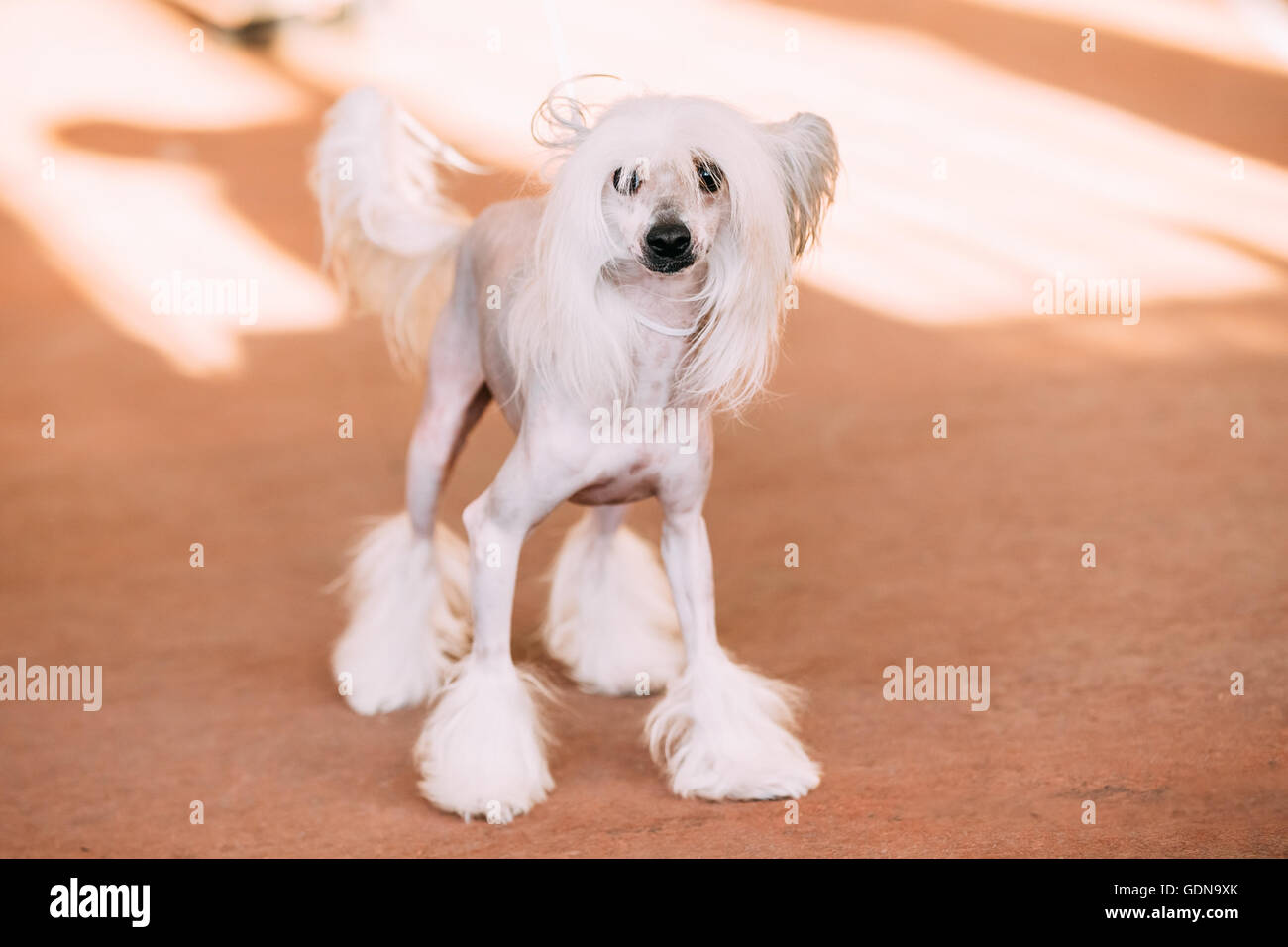 Young White Chinese Crested Dog. Hairless breed of dog. Light skin Stock Photo