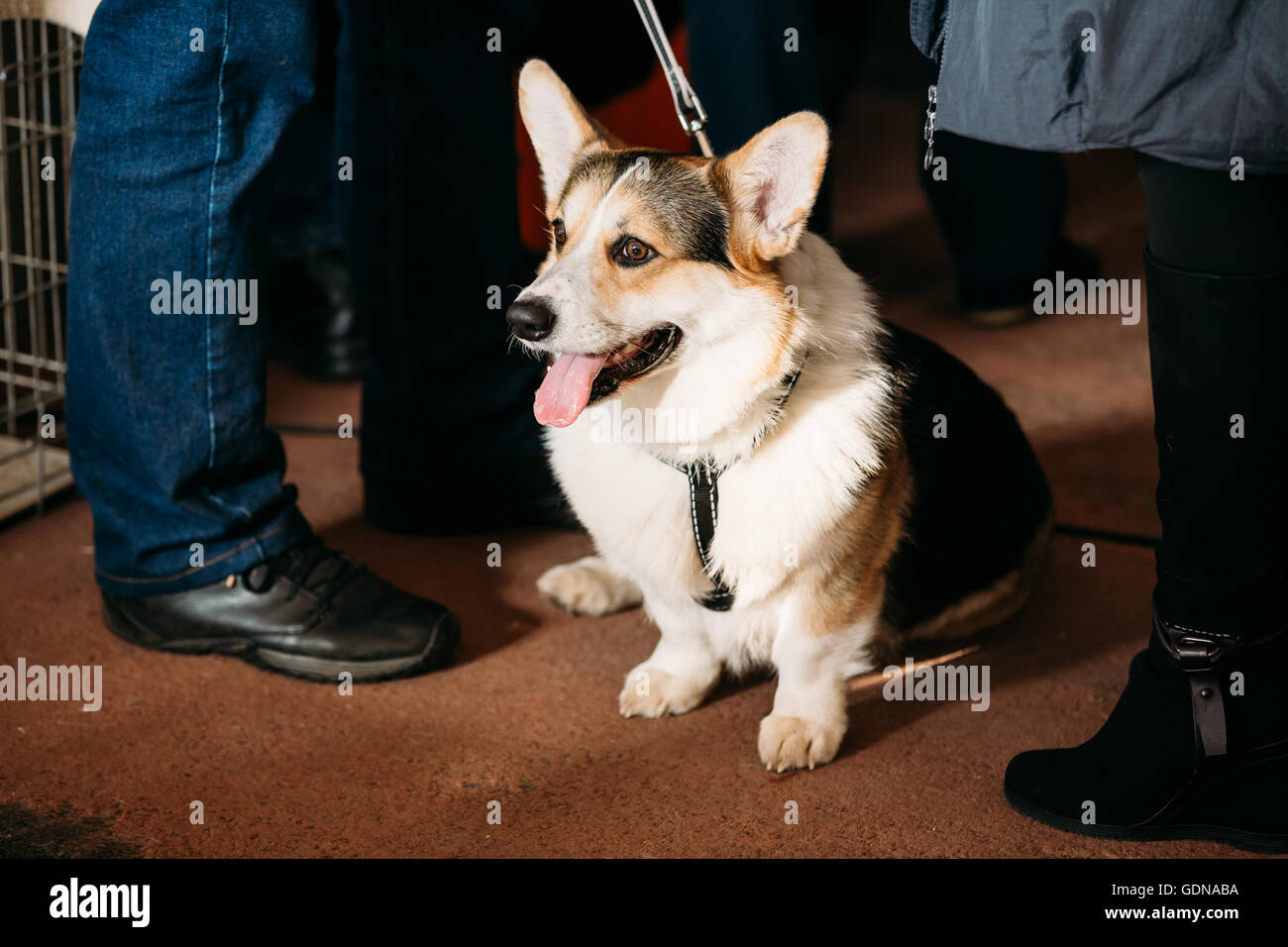 Beautiful welsh corgi dog hi-res stock photography and images - Alamy
