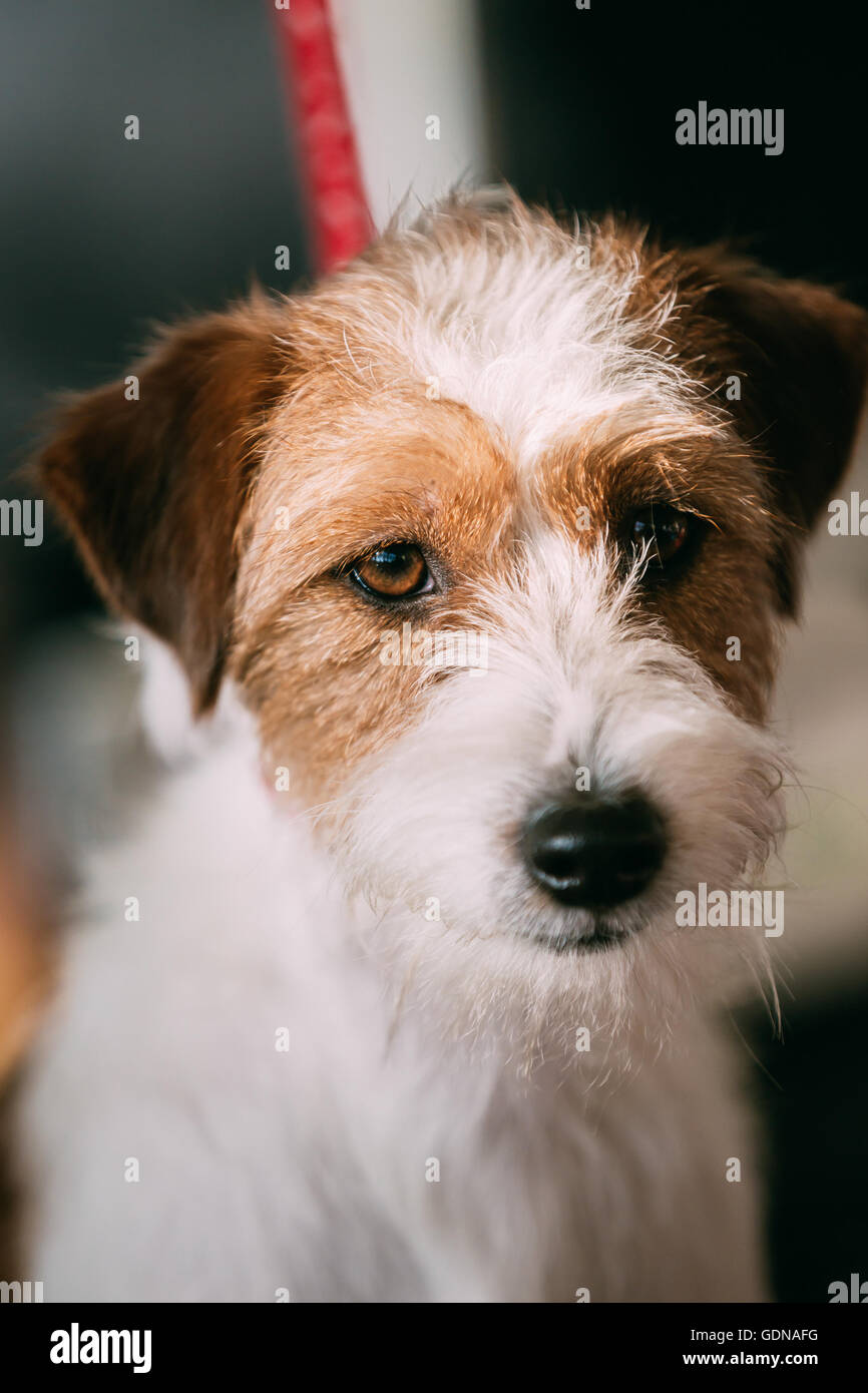 Rough coated jack russell hires stock photography and images Alamy