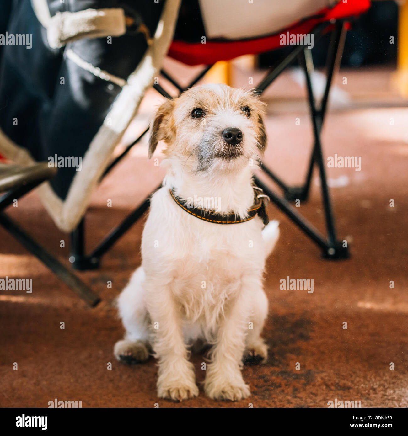 Rough coated jack russell hires stock photography and images Alamy