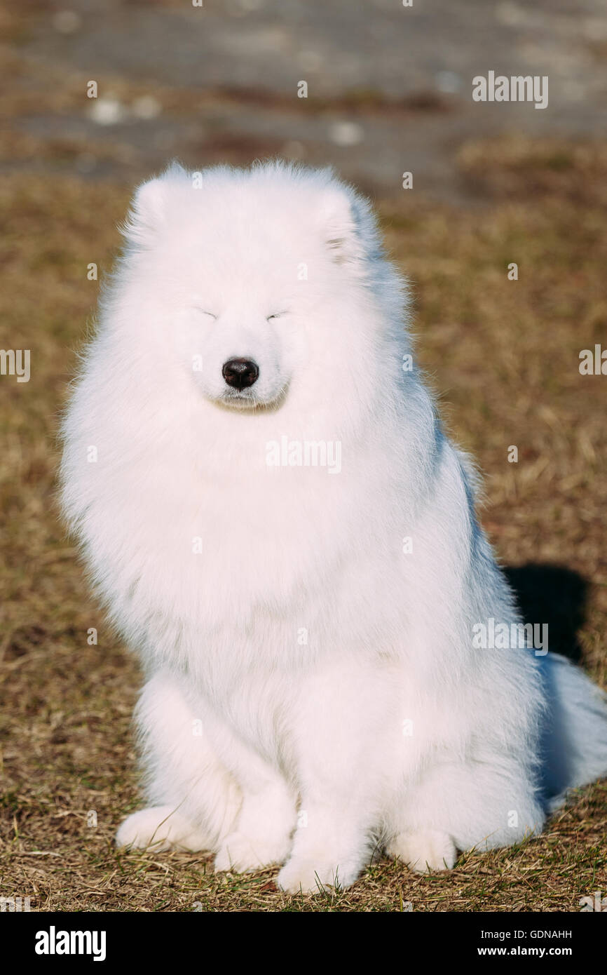 Funny Lovely Young White Samoyed Dog Outdoor in Autumn Park. Stock Photo
