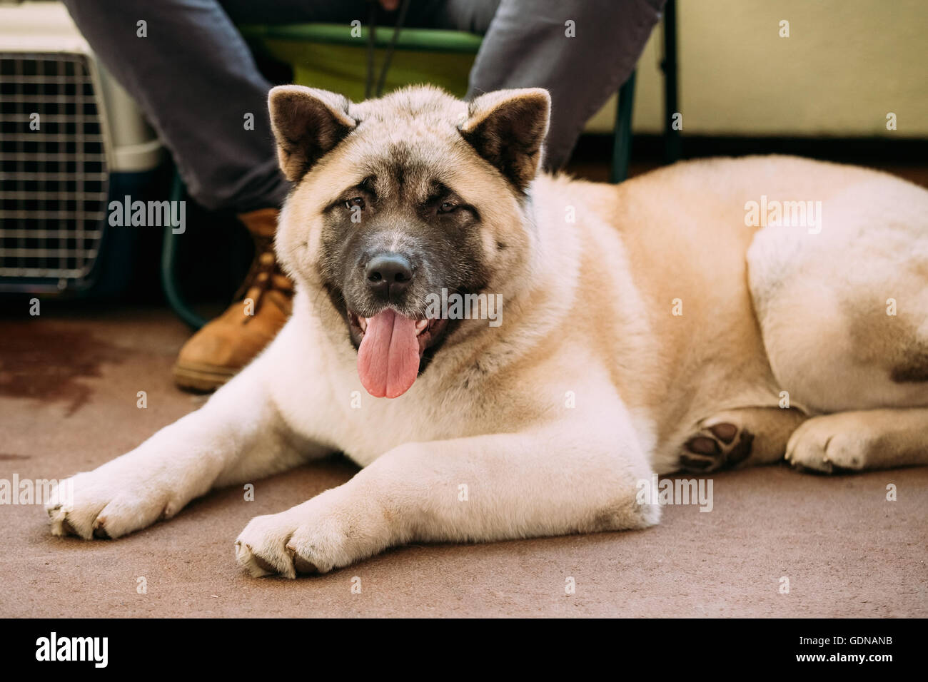 Do akitas have black tongues 2025