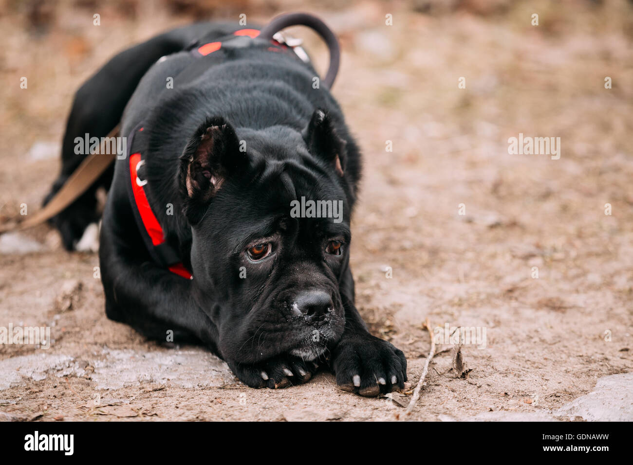 Cane Corso Puppy Stock Photos Cane Corso Puppy Stock
