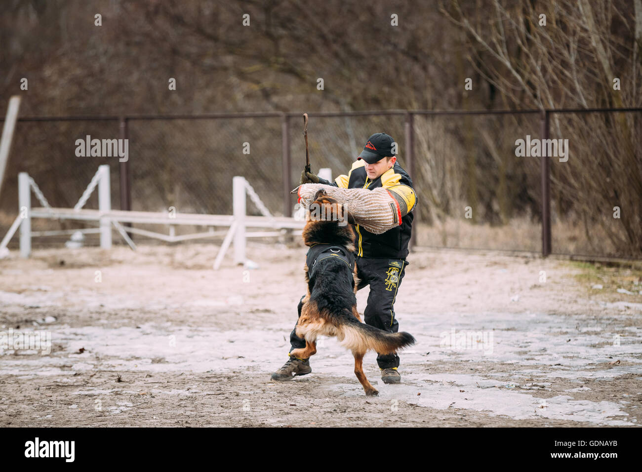 Gomel, Belarus - February 20, 2016: German Shepherd Dog Training. Biting Dog. Alsatian Wolf Dog. Deutscher, Dog Stock Photo