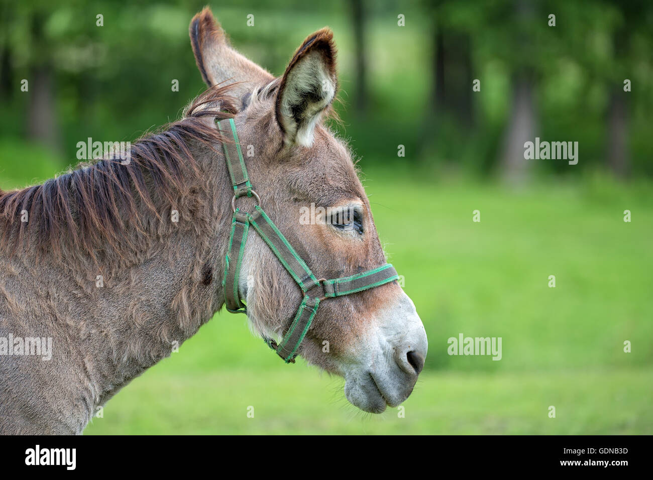 Donkey in a clearing, a portrait Stock Photo