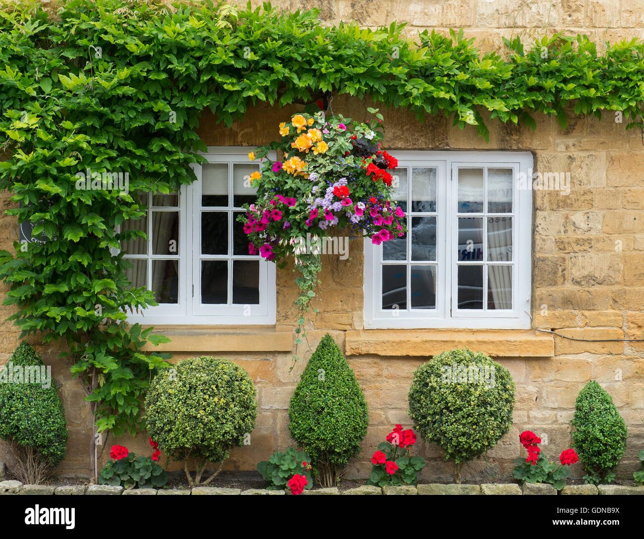 Clipped box hedge plants and a hanging basket outside a cottage. Broadway, Cotswolds, Worcestershire, England Stock Photo