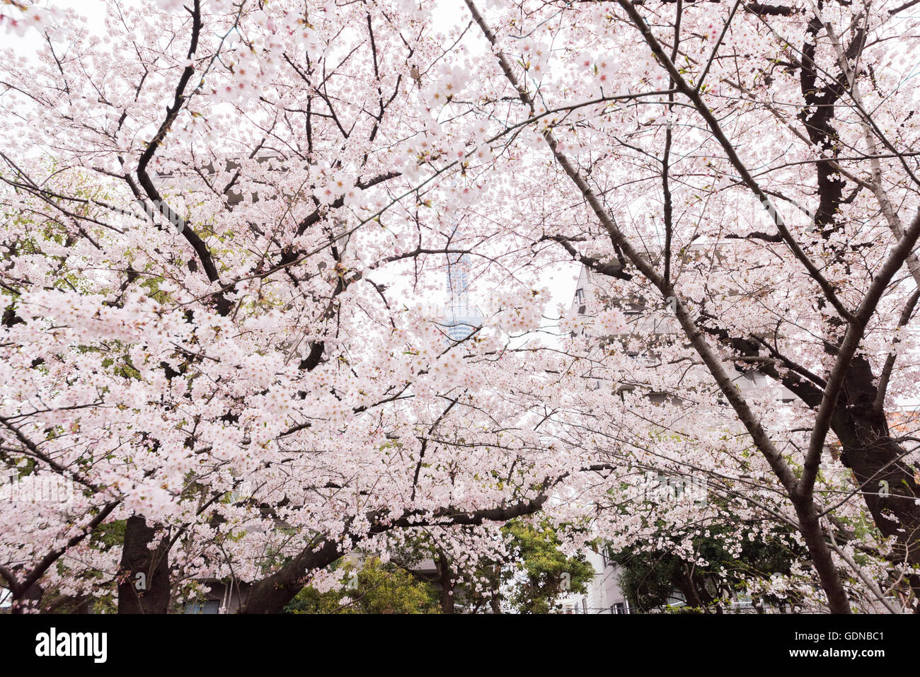 Cherry blossom, Sumida Park, Sumida-Ku,Tokyo,Japan Stock Photo