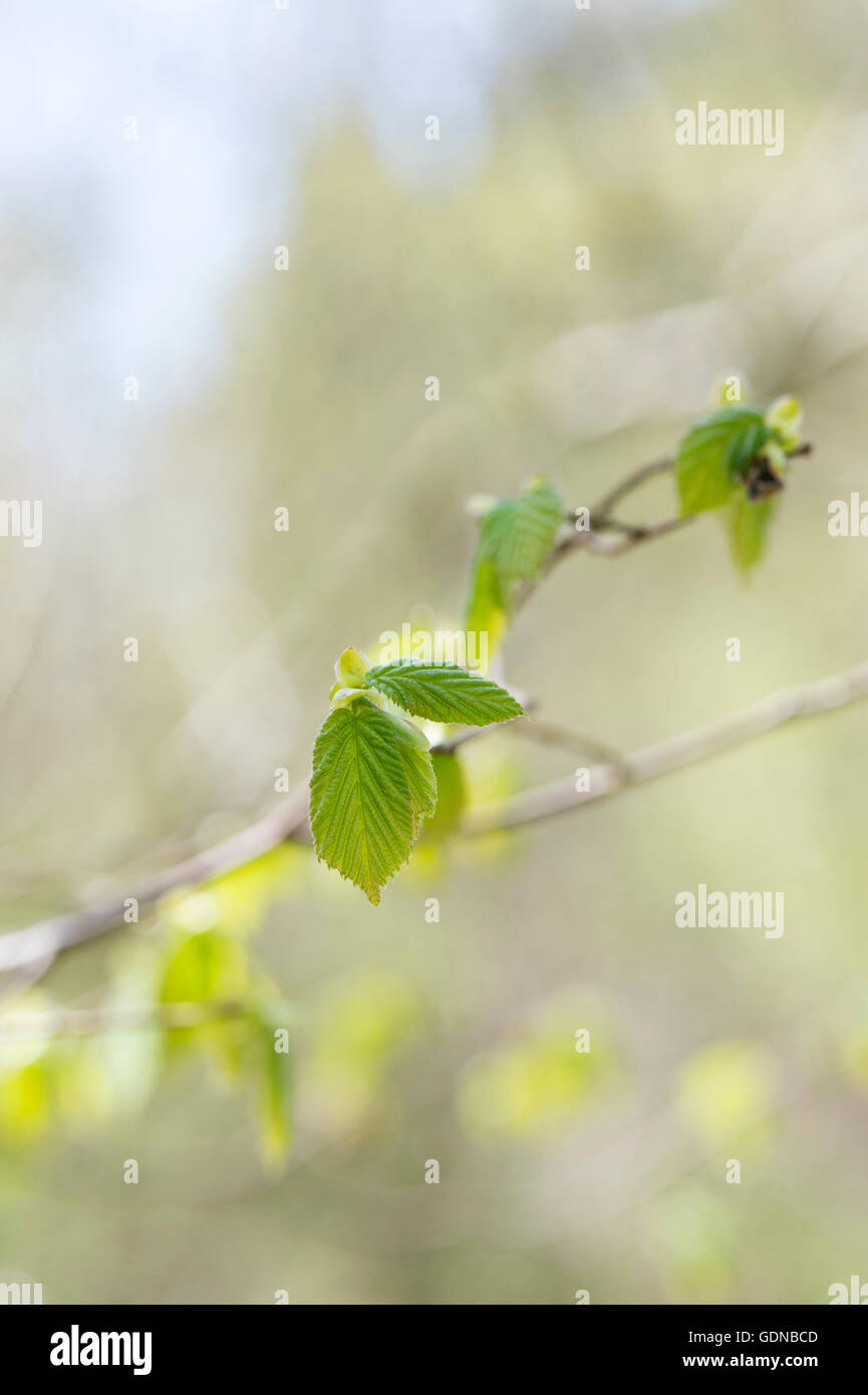 Corylus avellana tree hi-res stock photography and images - Alamy