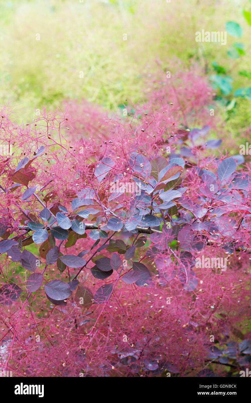 Cotinus ‘Dusky Maiden’. Smoke bush ‘Dusky Maiden’ leaves and flowers Stock Photo