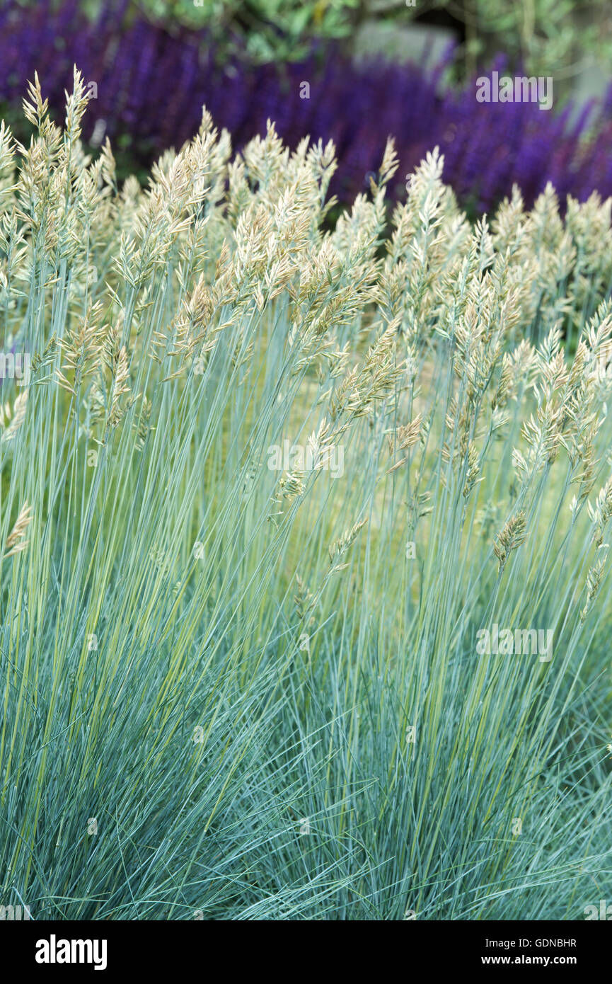 Festuca glauca 'Intense blue'. Blue fescue 'Intense blue'. Festuca glauca 'Casblue' grass in flower Stock Photo