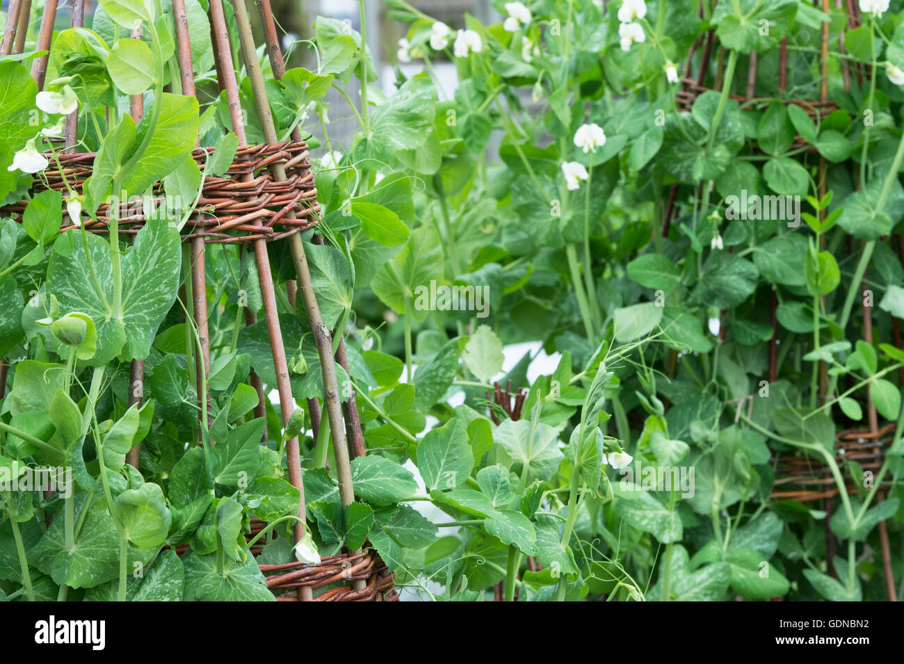 Pisum sativum. Pea 'lord leicester' on a wigwam willow stick support in a vegetable garden Stock Photo