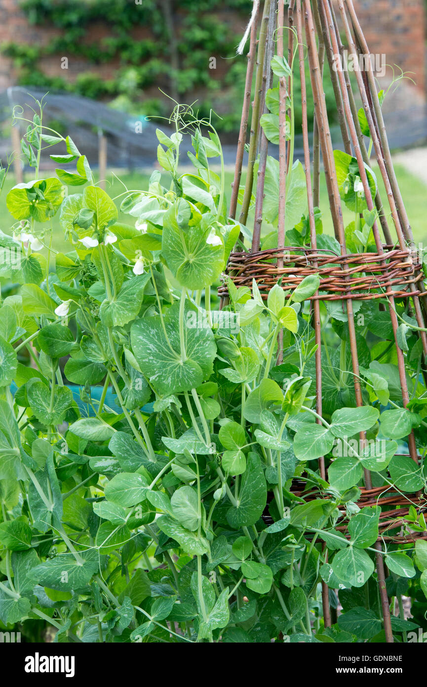 Pisum sativum. Pea 'lord leicester' on a wigwam willow stick support in a vegetable garden Stock Photo