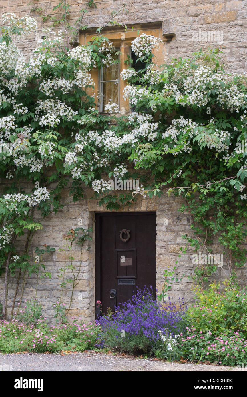 Flowering plants on the front of a cottage. Upper Swell, Cotswolds, England Stock Photo