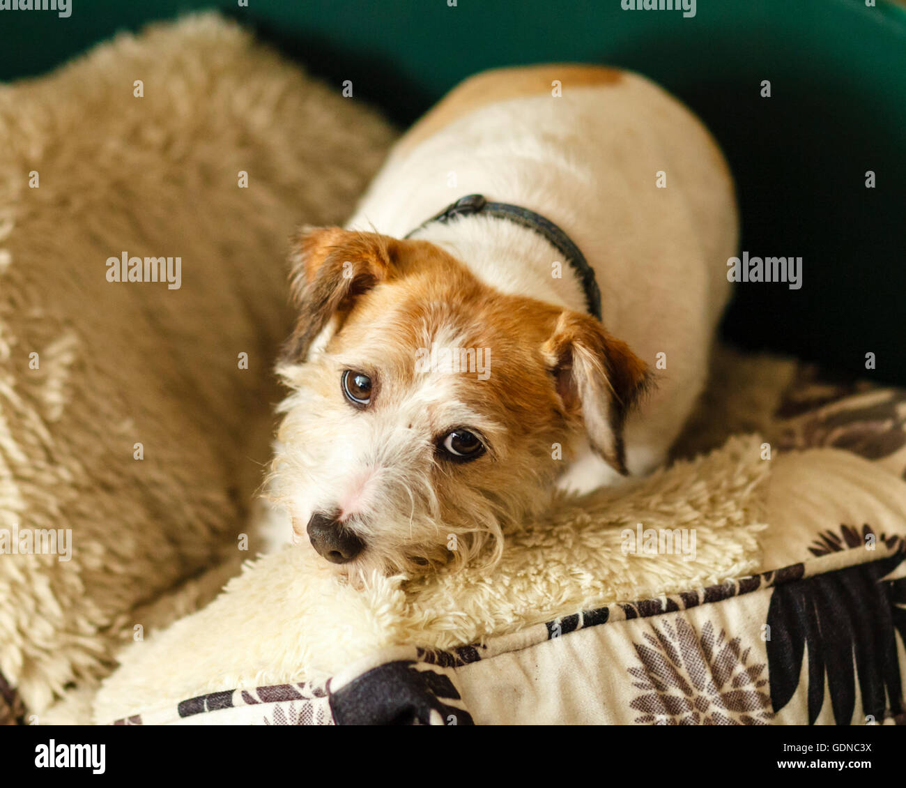Alfie the Jack Russell terrier Stock Photo