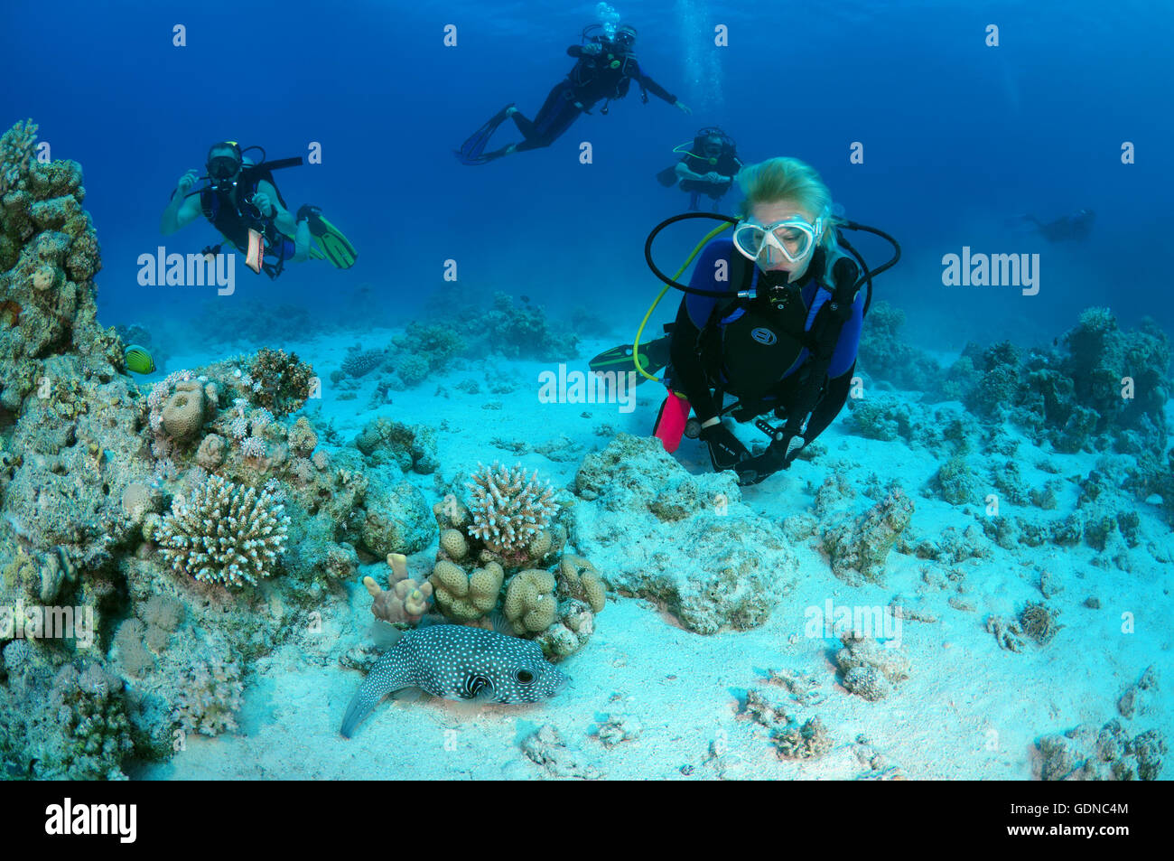 Female scuba diver with a White-spotted puffer (Arothron hispidus), Shark Yolanda reef, Ras Mohammed national park, Sinai Stock Photo