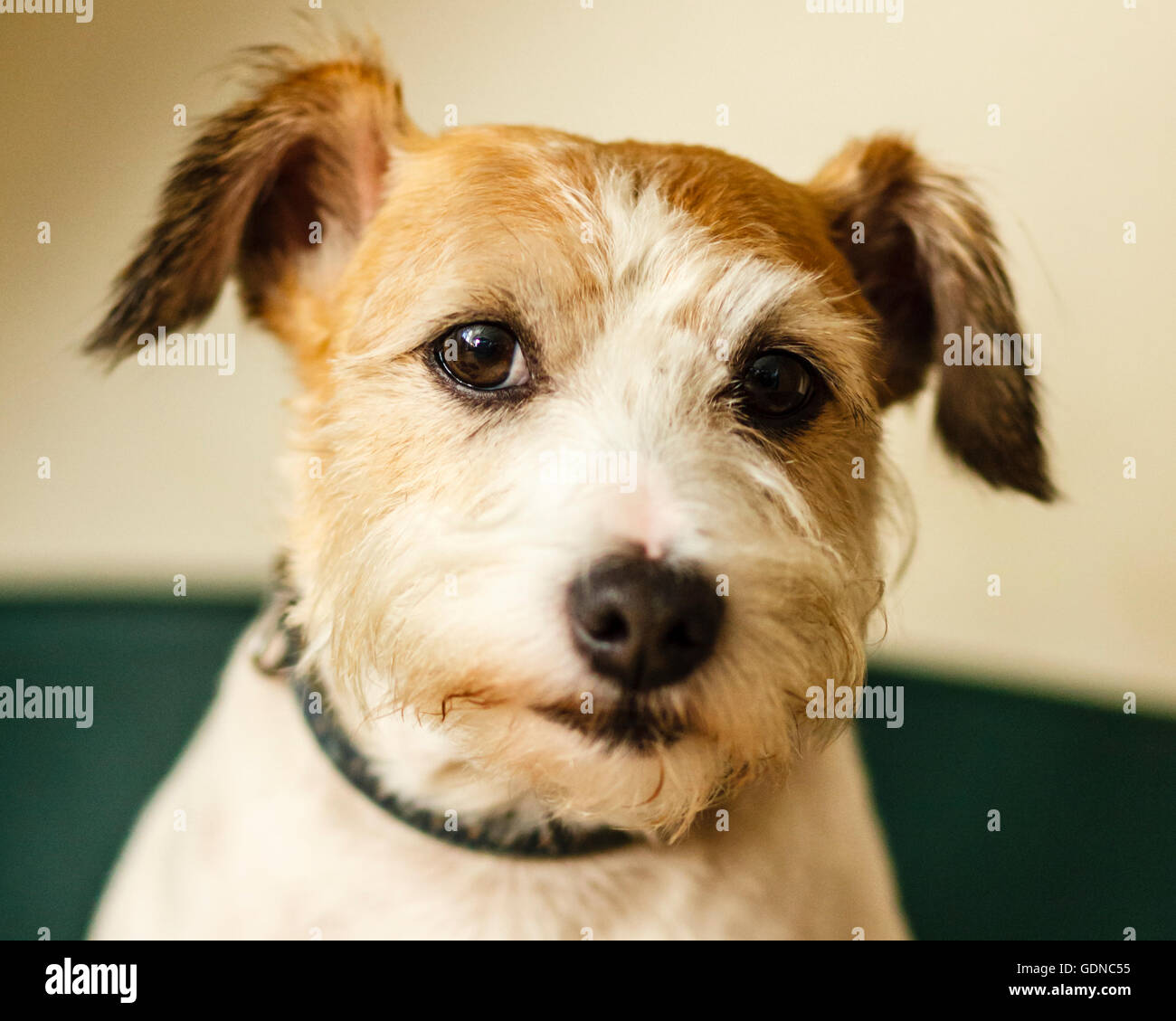 Alfie the Jack Russell terrier Stock Photo