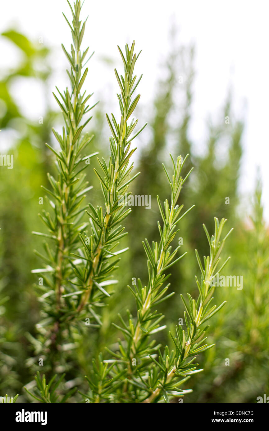 Fresh Rosemary Herb in the garden Stock Photo Alamy