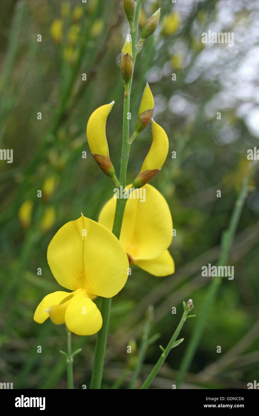 Ornamental broom flower hires stock photography and images Alamy