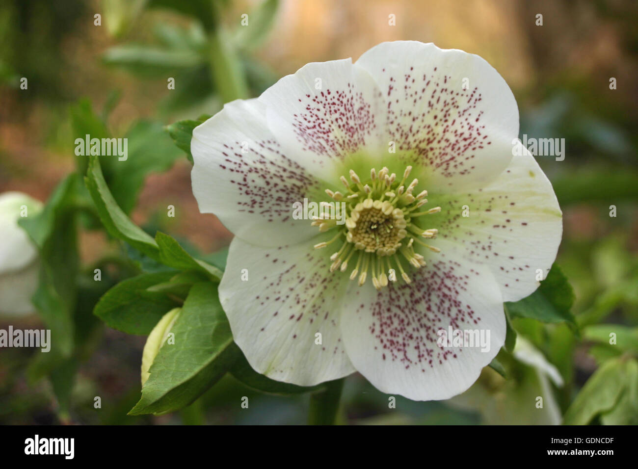 White hellebore flower Stock Photo Alamy