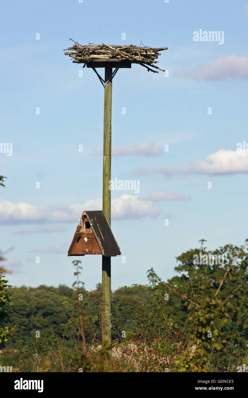 Nesting bird on telegraph pole hires stock photography and images Alamy