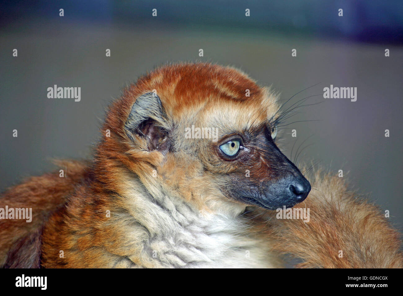 Blue-eyed black lemur Stock Photo