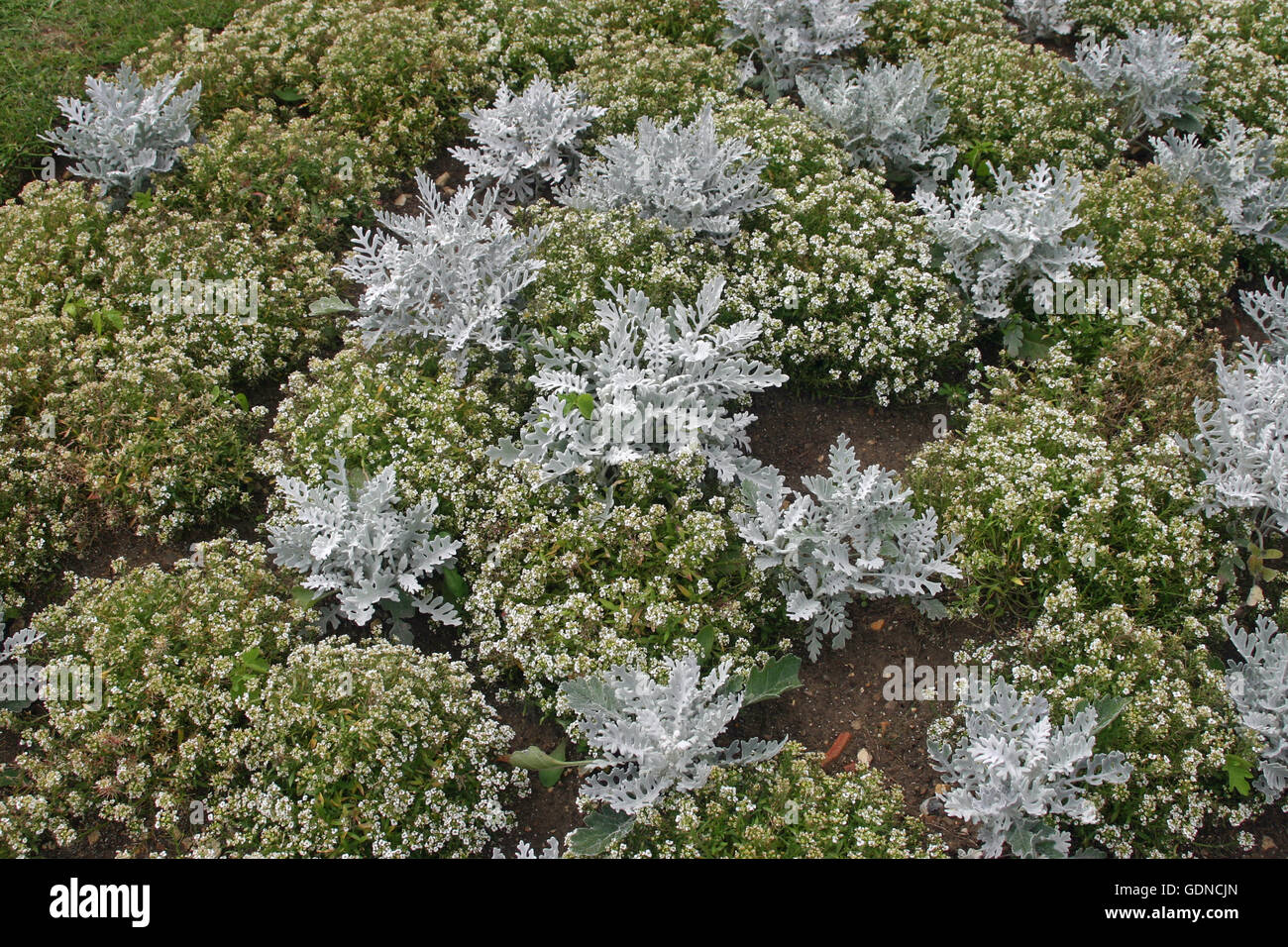 Silver Alyssum High Resolution Stock Photography and Images - Alamy