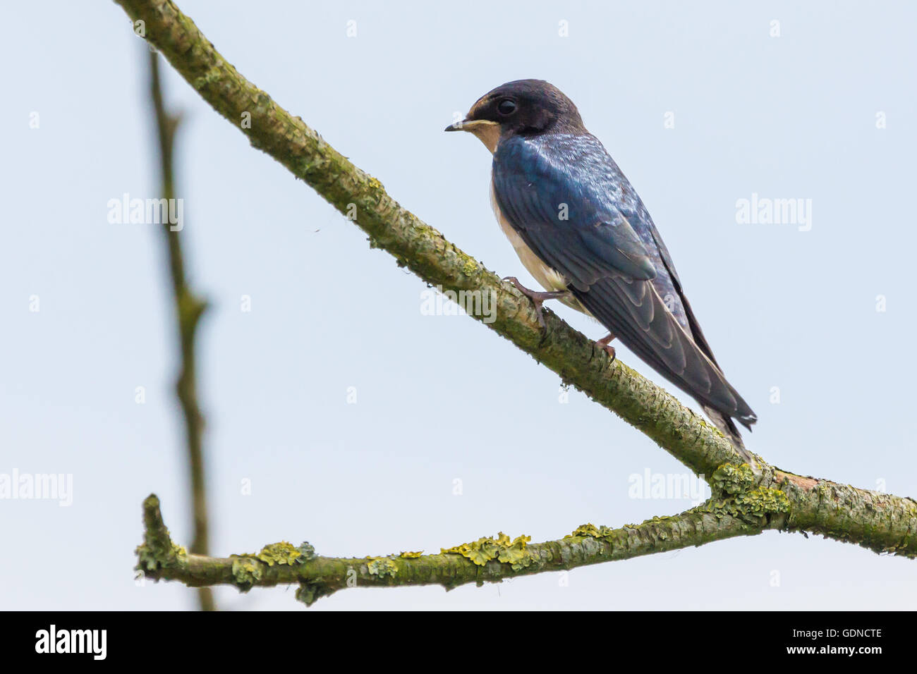 Barn Swallow Stock Photo