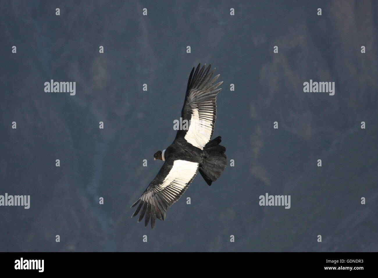 Adult south american condor gliding on a thermal hires stock