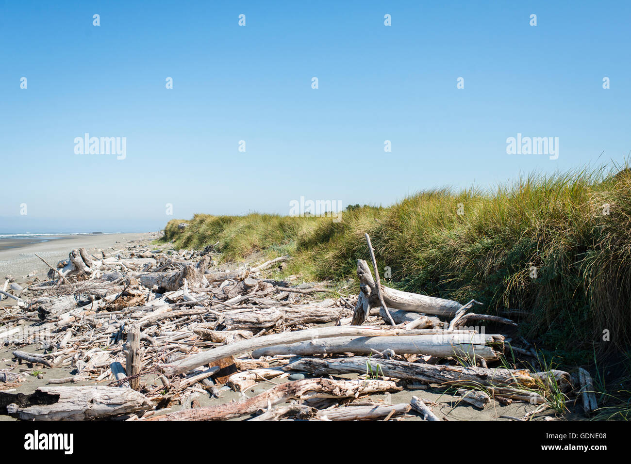 Driftwood washed ashore on beach, Oregon Coast, USA Stock Photo