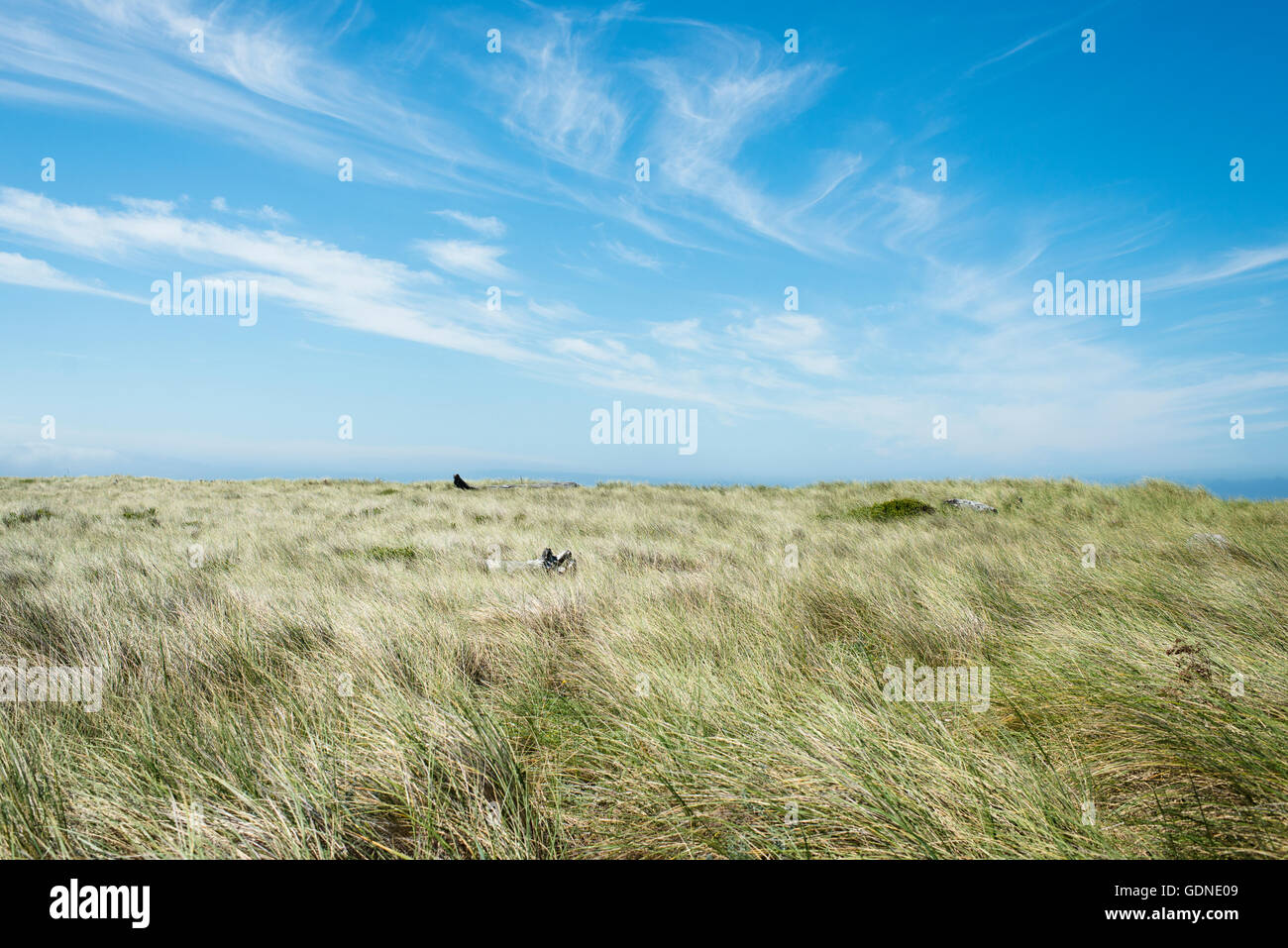 Landscape of field of long grass, Oregon, USA Stock Photo