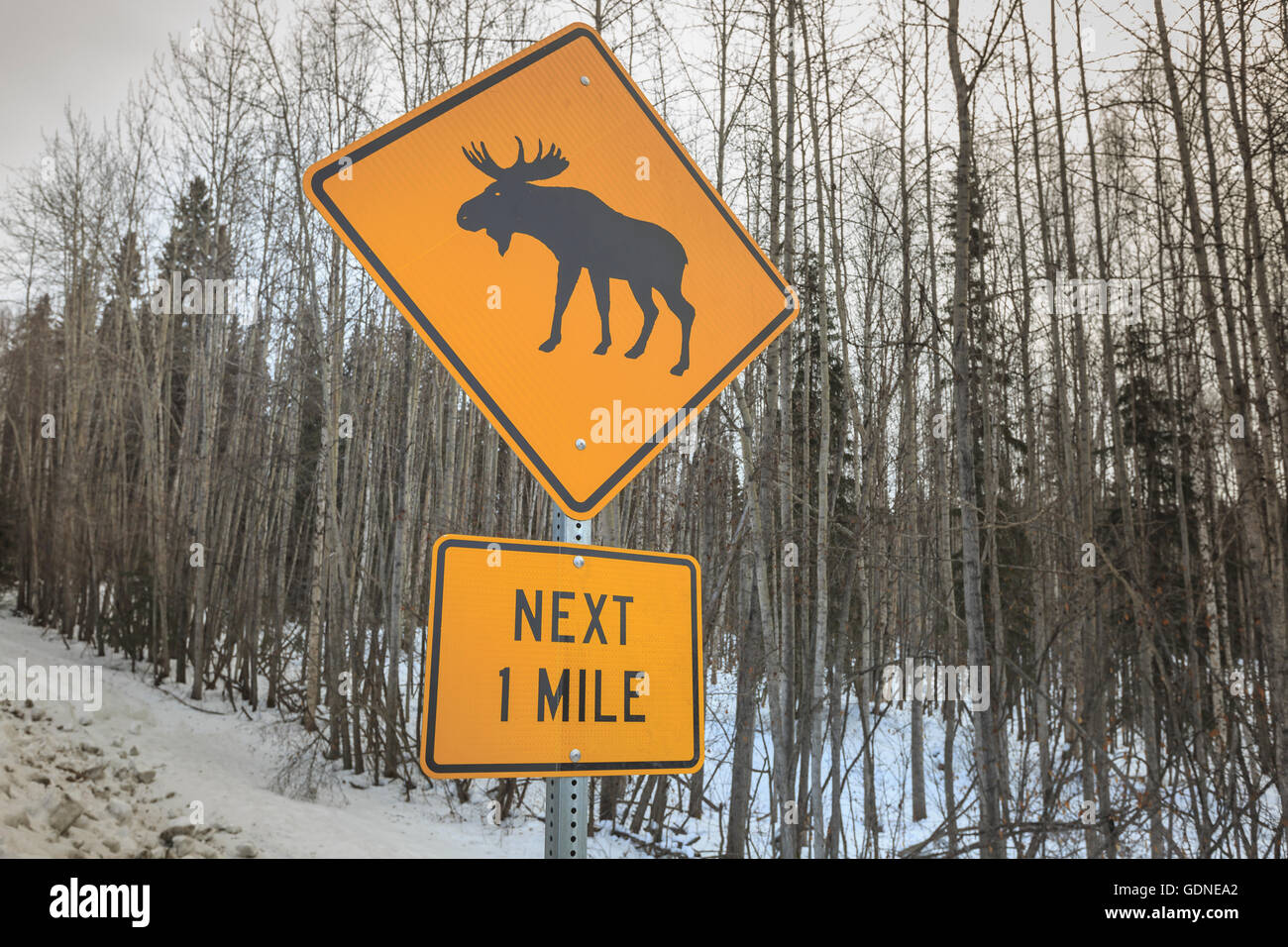 Moose Crossing sign near Fairbanks, Alaska, USA Stock Photo Alamy