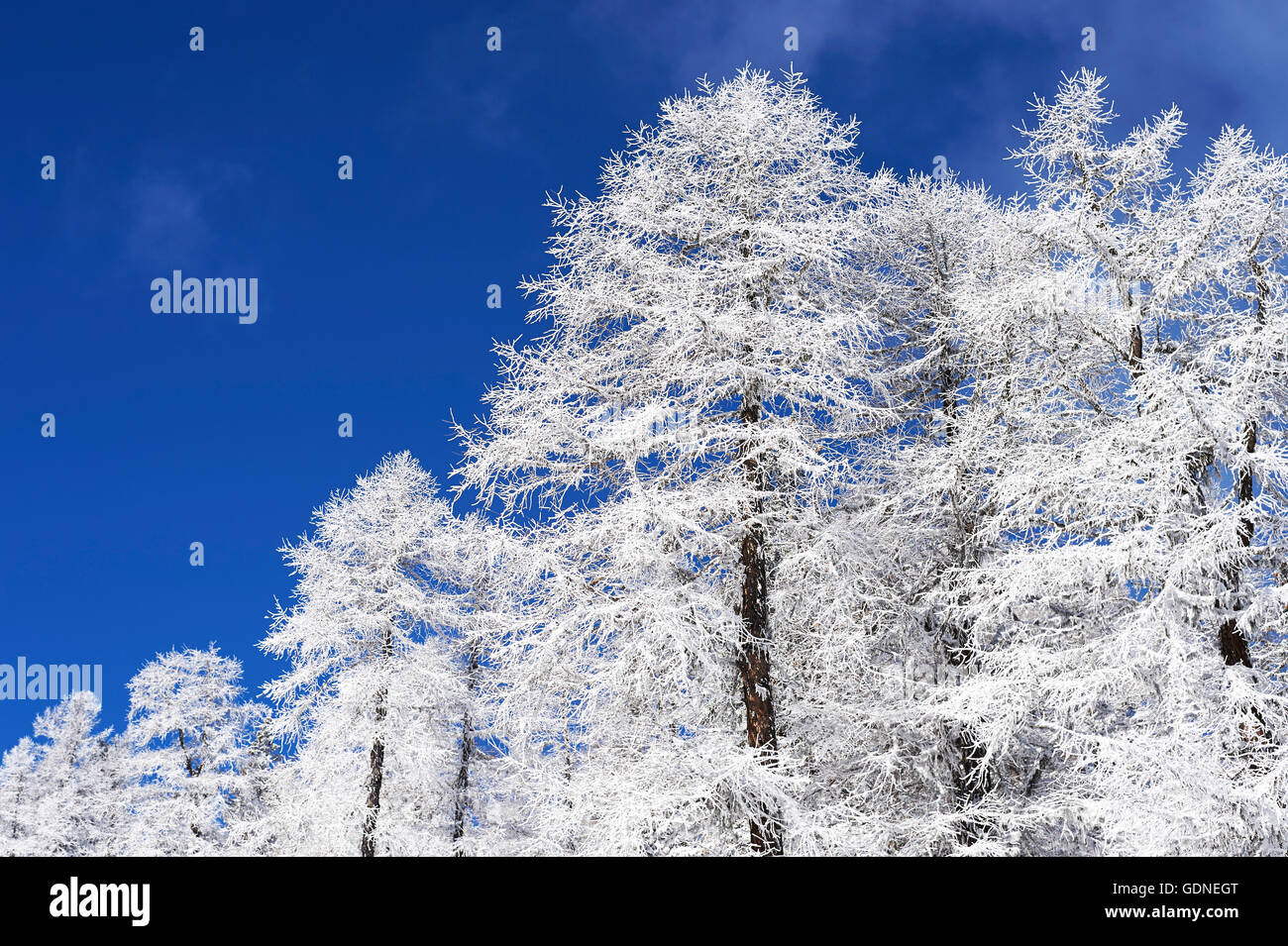 Snow covered trees, French Alps Stock Photo