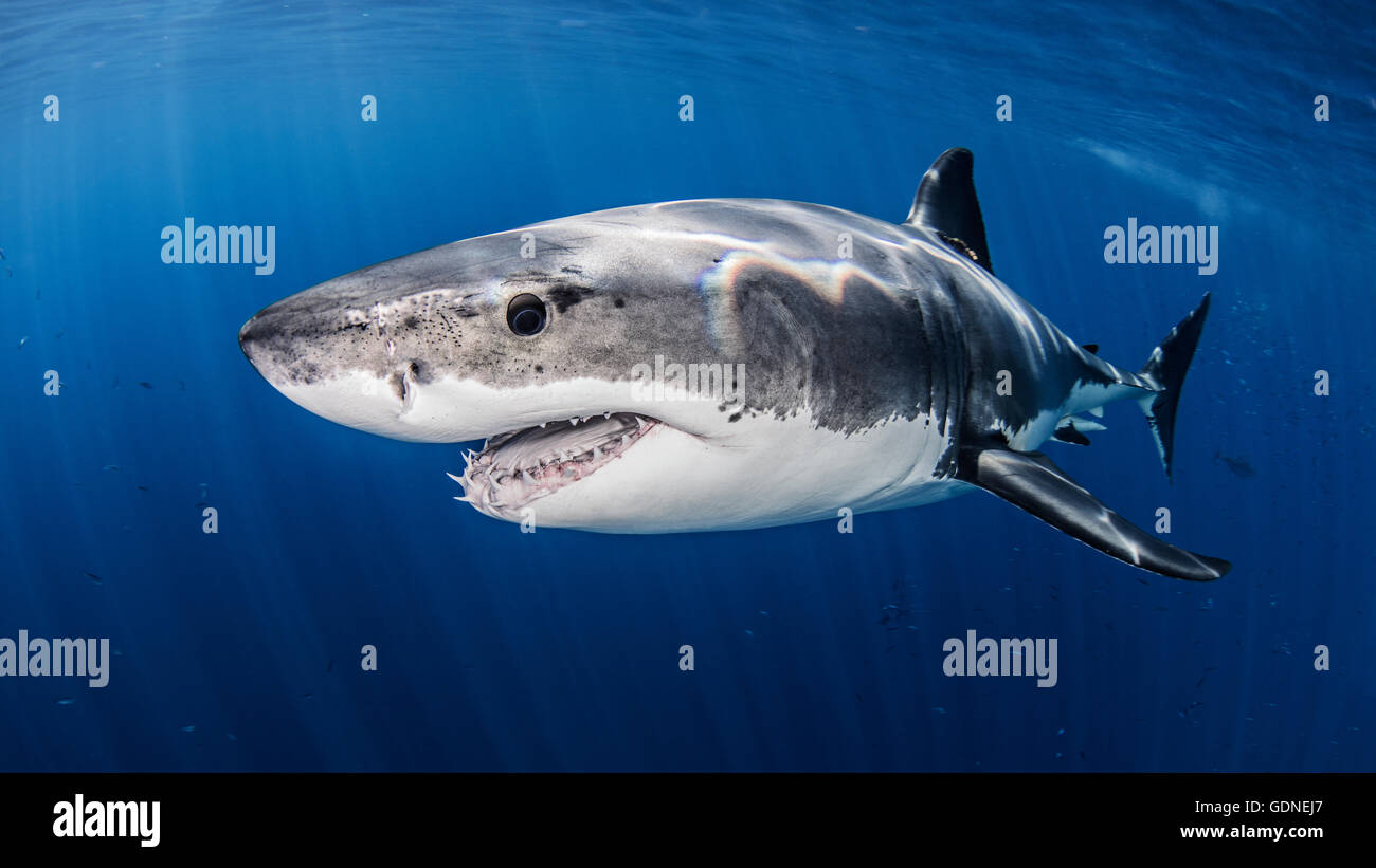 Great white shark Stock Photo