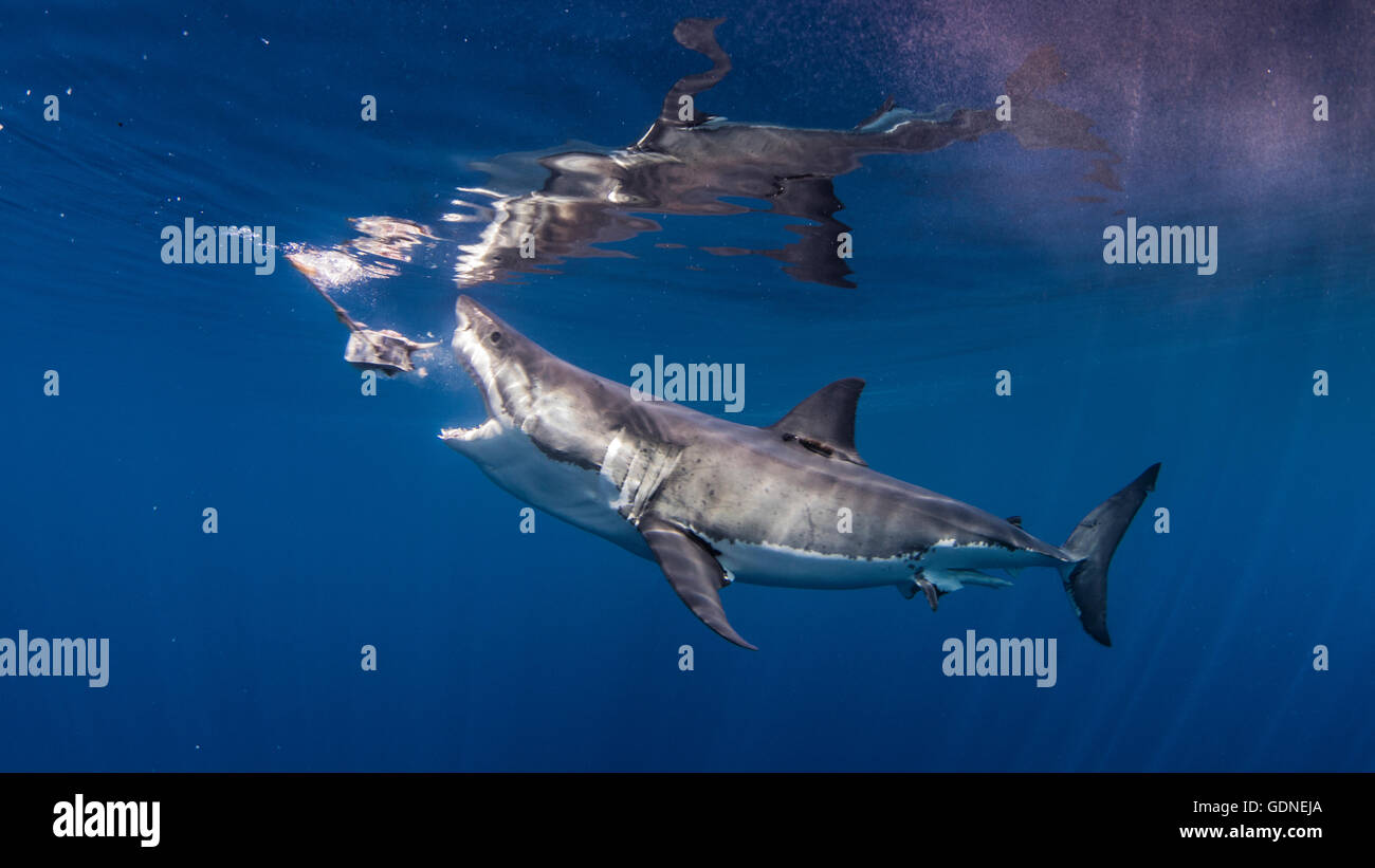 Great white shark biting fishing bait Stock Photo Alamy