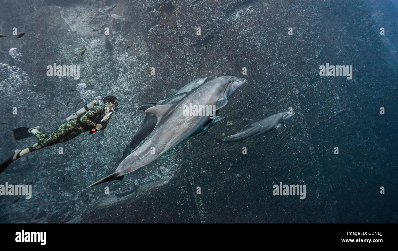 Scuba diver swimming with bottlenose dolphins Stock Photo