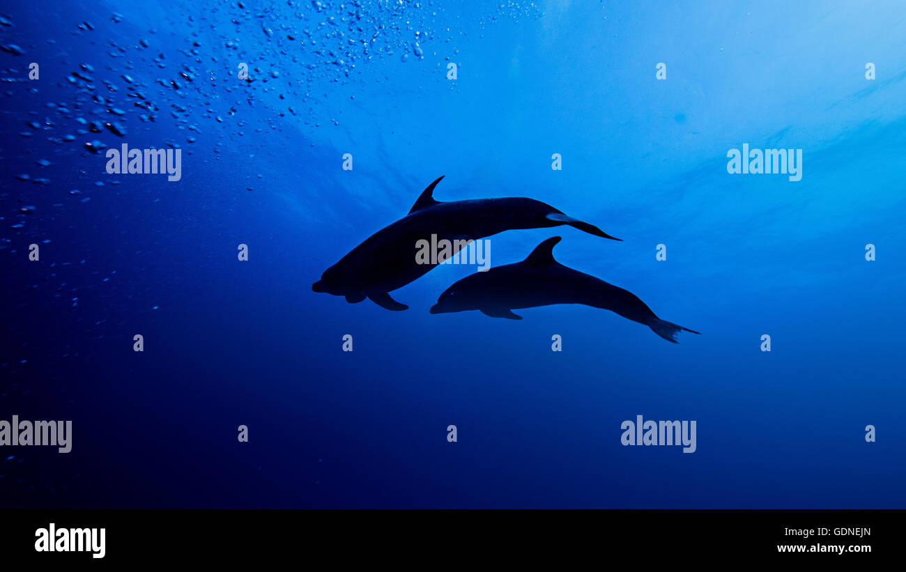 Low angle silhouette of bottle nose dolphins Stock Photo