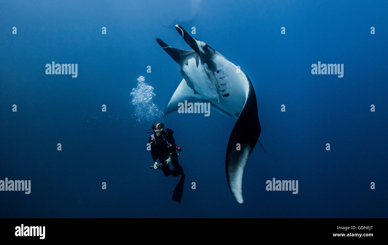 Scuba diver swimming with giant oceanic manta ray Stock Photo