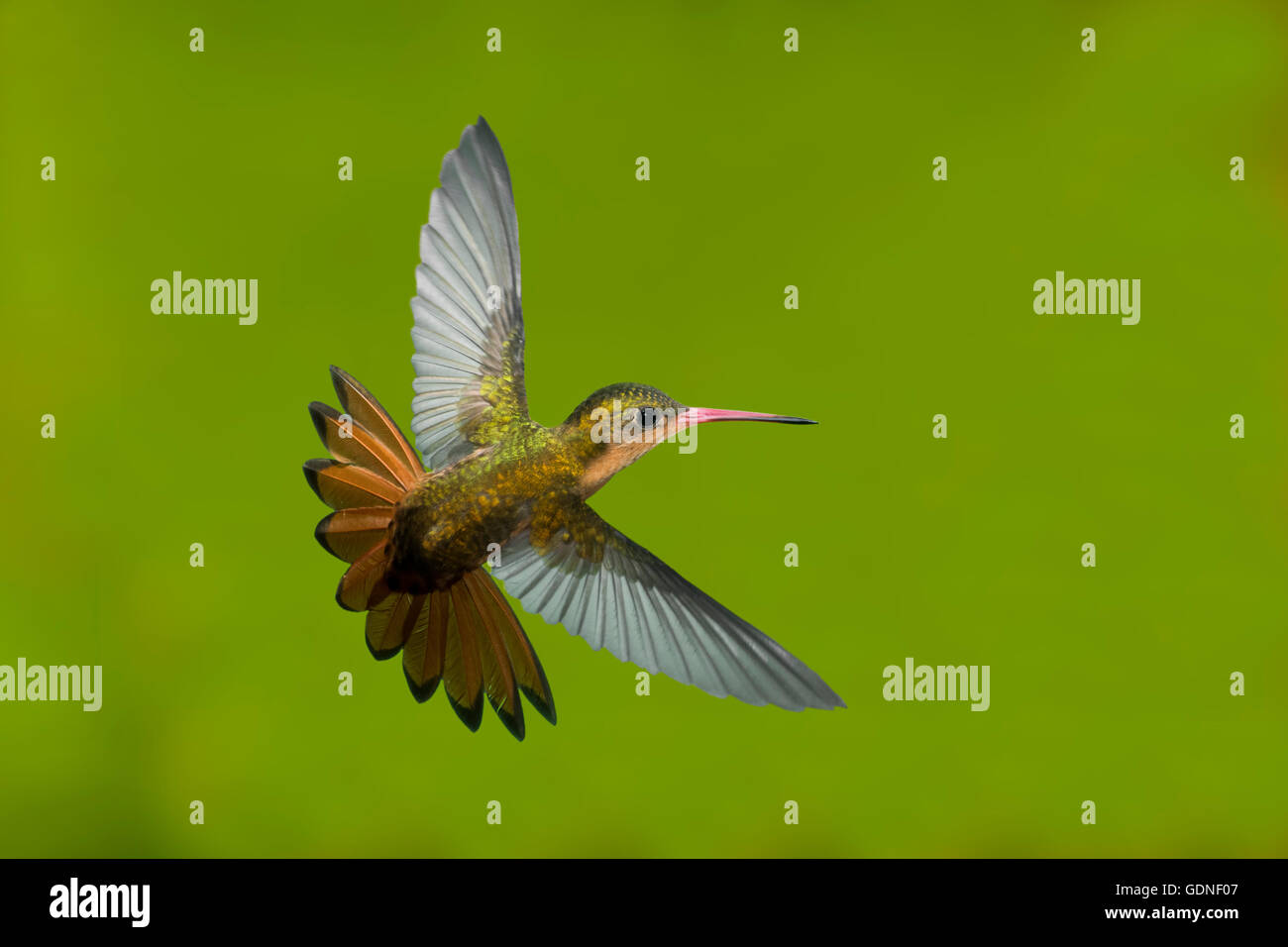 Cinnamon Hummingbird  Amazilia rutila rutila  Puerto Vallarta, Jalisco, Mexico  14 June      Adult in flight.       Trochilidae Stock Photo