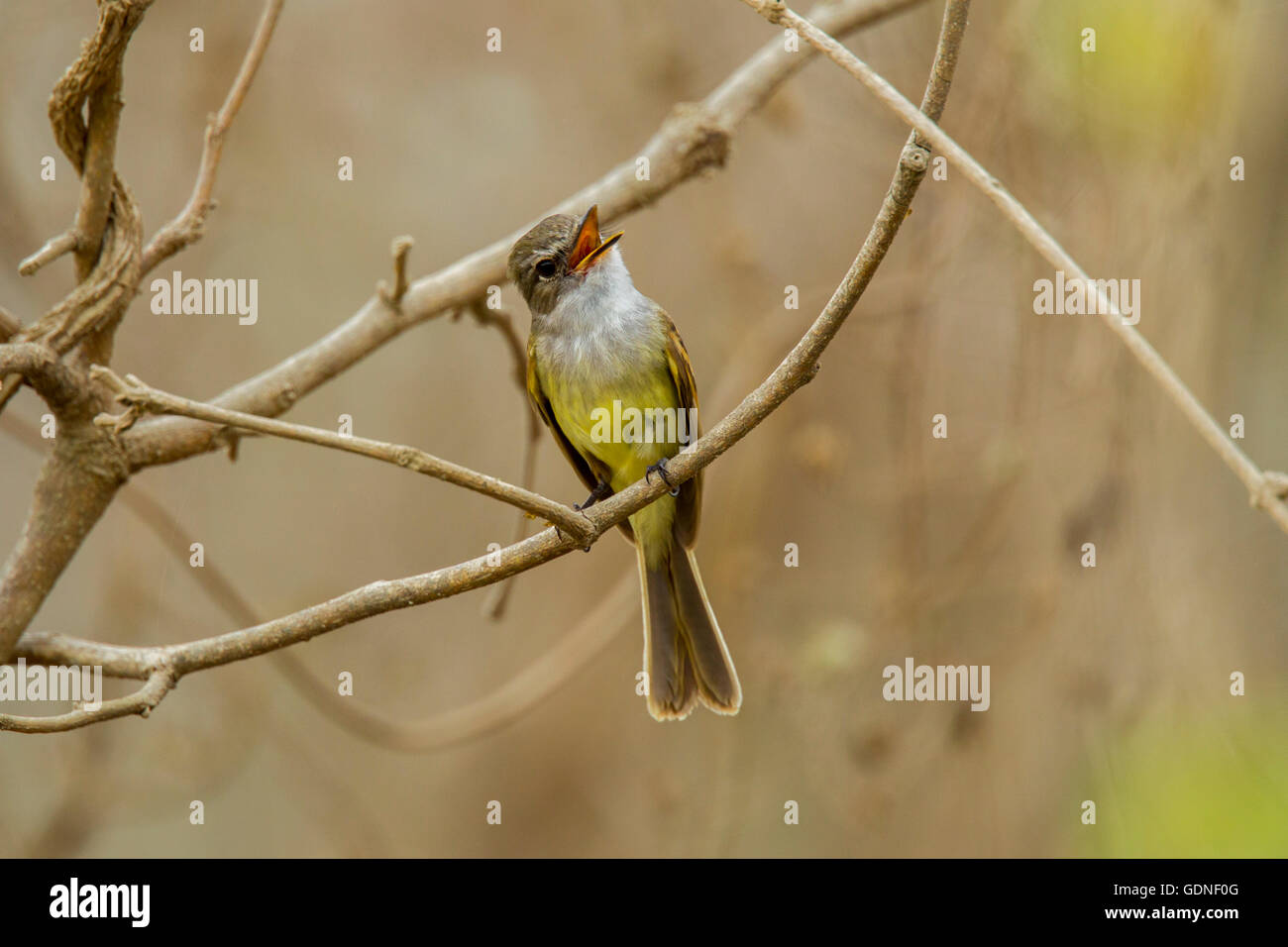 Flammulated Flycatcher  Deltarhynchus flammulatus Tehualmixtle, Jalisco, Mexico 13 June    Adult     Tyrannidae Stock Photo