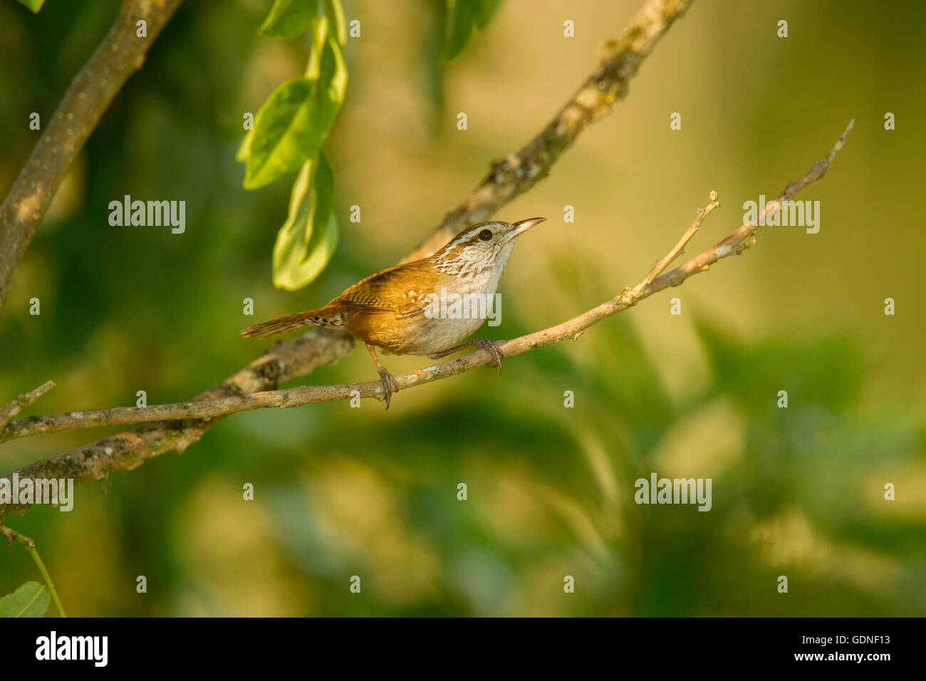 Sinaloa Wren  Thryothorus sinaloa El Tuito, Jalisco, Mexico 10 June      Adult       Troglodytidae Stock Photo