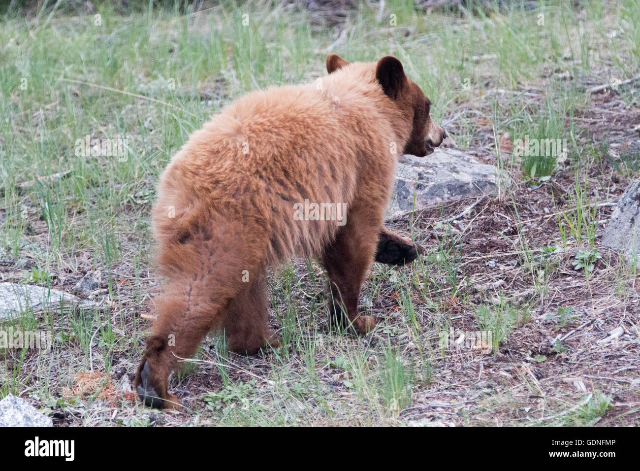 Cinnamon colored American Black Bear Cub / Yearling in Roosevelt Lodge