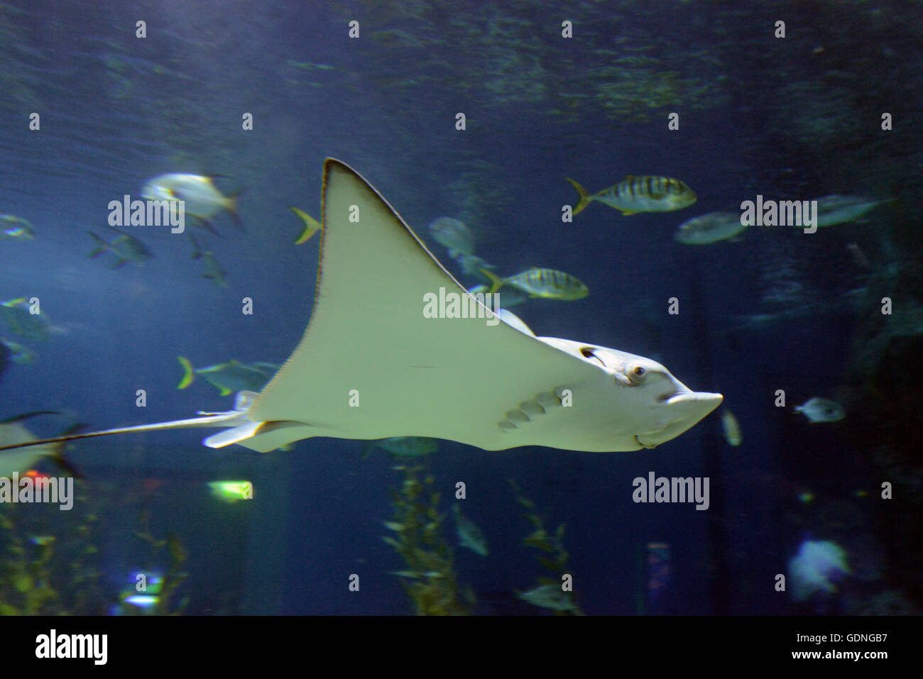 Town of manta hi res stock photography and images Alamy