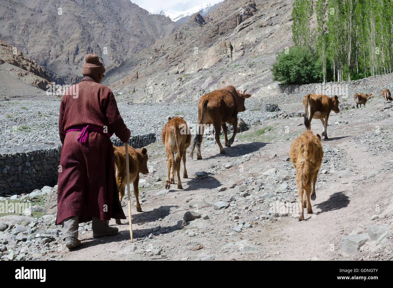 Man herding cattle, Stok near Leh, Ladakh, Jammu and Kashmir, India. Stock Photo