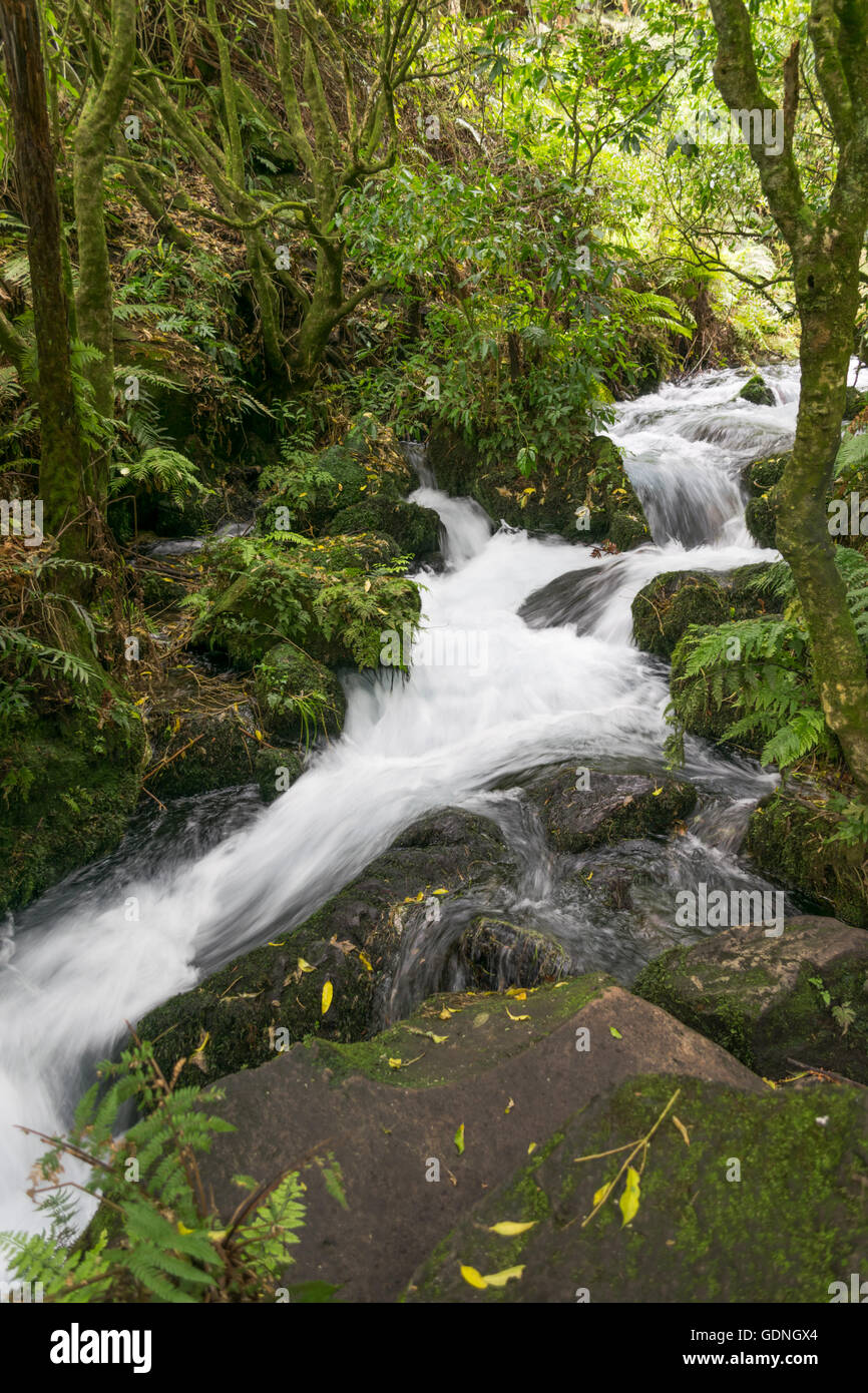 Blue springs putaruru new zealand hires stock photography and images Alamy